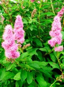 Спирея иволистная Билларда в коробке в интернет гипермаркете «Планета Лета». Фото