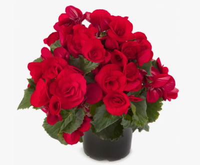 Бегония Balladin, Гор14, Выс30 в интернет гипермаркете «Планета Лета». Фото