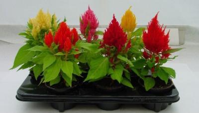 Целозия клаета (1*6) М в интернет гипермаркете «Планета Лета». Фото