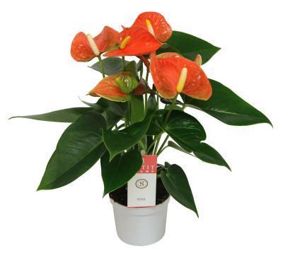 Антуриум Orange Champion, Гор14, Выс50 в интернет гипермаркете «Планета Лета». Фото