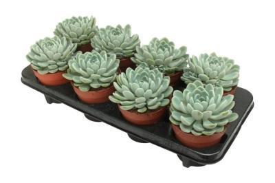 Эчеверия Aurora, Гор11, Выс15 в интернет гипермаркете «Планета Лета». Фото