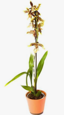 Орхидея Cambria, Гор12, Выс60 в интернет гипермаркете «Планета Лета». Фото