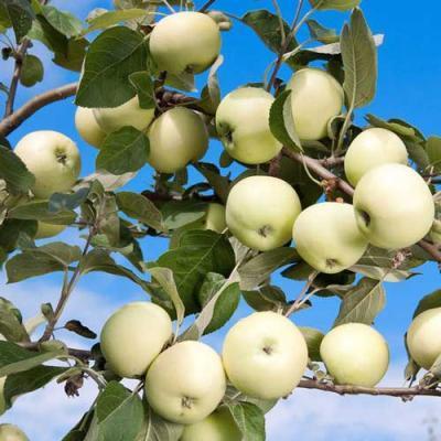 Яблоня Белый налив 2-летка С4 Н140 в интернет гипермаркете «Планета Лета». Фото