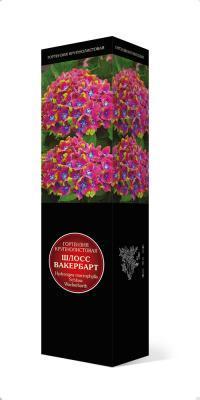 Гортензия крупнолистовая Шлосс Вакербарт/ЦКорЛюкс в интернет гипермаркете «Планета Лета». Фото
