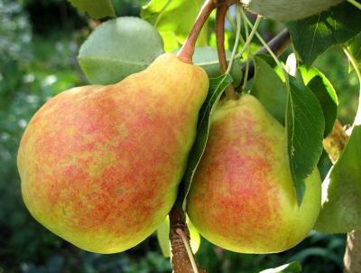 Груша Кубанская поздняя 2-летка С4 Н140 в интернет гипермаркете «Планета Лета». Фото