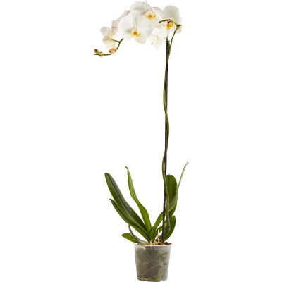 Фаленопсис Vert 1рр Гор15 Выс80 в интернет гипермаркете «Планета Лета». Фото