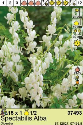 BES Дицентра Spectabilis Alba (x1) Holland Bulb Market в интернет гипермаркете «Планета Лета». Фото BES Дицентра Spectabilis Alba (x1) в интернет гипермаркете «Планета Лета». Фото