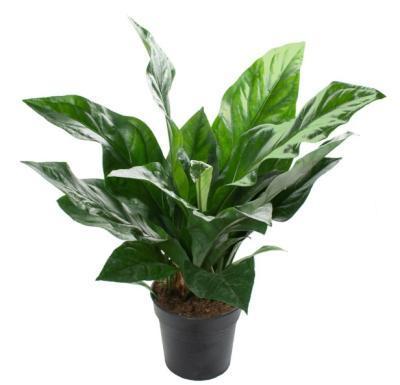 Антуриум Niet Bloeiend Crassinervium Jungle Bush, Гор21, Выс50 в интернет гипермаркете «Планета Лета». Фото