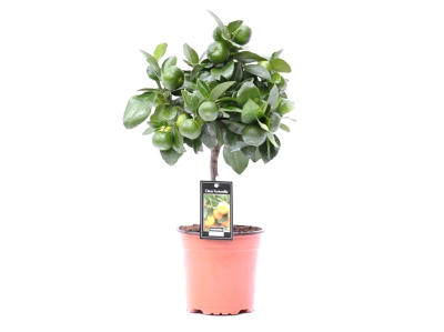 Цитрофортунелла Purscha, Гор15, Выс50 в интернет гипермаркете «Планета Лета». Фото