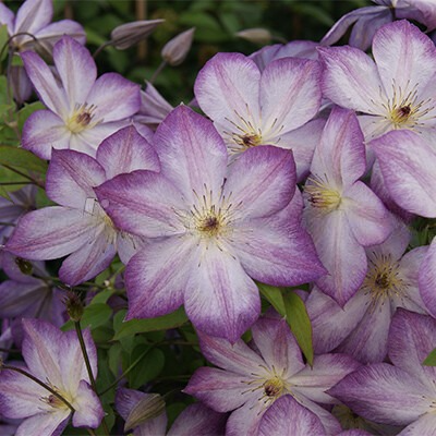 Клематис ботанический Пенил/ЦКорЛюкс в интернет гипермаркете «Планета Лета». Фото