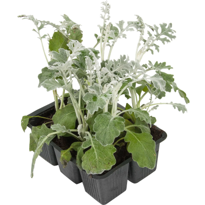 Цинерария, P6, Выс20 в интернет гипермаркете «Планета Лета». Фото