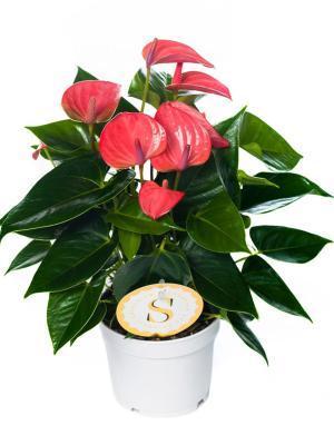 Антуриум Pink Champion, Гор14, Выс50 в интернет гипермаркете «Планета Лета». Фото