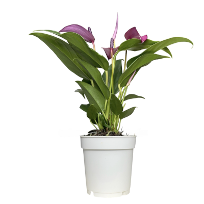 Антуриум 'Zizou', Гор11, Выс30-35 К в интернет гипермаркете «Планета Лета». Фото