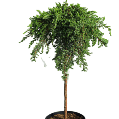 Можжевел.прибреж.Schlager штамб, Гор38, Выс100 И в интернет гипермаркете «Планета Лета». Фото