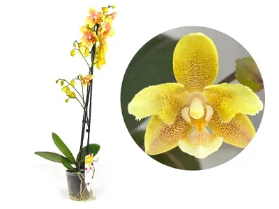 Фаленопсис 2 pp Yellow Chocolate, Гор12, Выс65 в интернет гипермаркете «Планета Лета». Фото