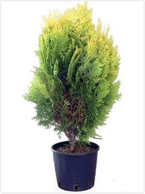 Туя запад.Aureospicata, Гор25, Выс90 в интернет гипермаркете «Планета Лета». Фото