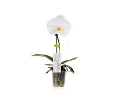 Фаленопсис 1 pp One Big flower, Гор9, Выс40 в интернет гипермаркете «Планета Лета». Фото