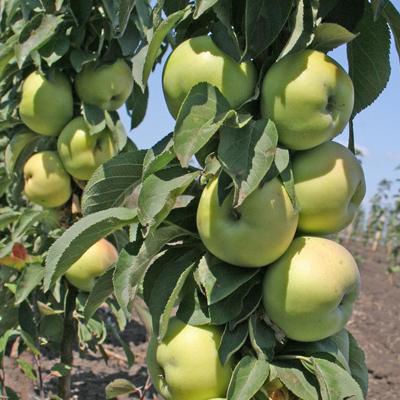 Яблоня колоновидная Президент 1-летка ОКС Н130 в интернет гипермаркете «Планета Лета». Фото