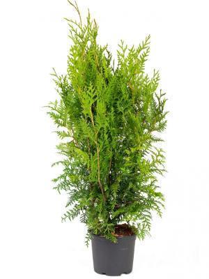 Туя запад.Brabant, Гор25, Выс100 в интернет гипермаркете «Планета Лета». Фото