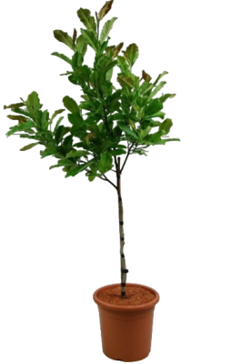 Магнолия Stellata, Гор36, Выс125 в интернет гипермаркете «Планета Лета». Фото