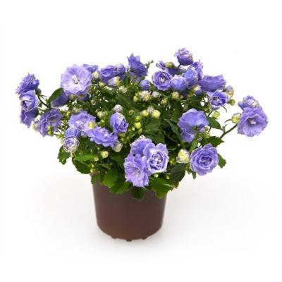 Кампанула Blue Wonder, Гор11, Выс20 в интернет гипермаркете «Планета Лета». Фото