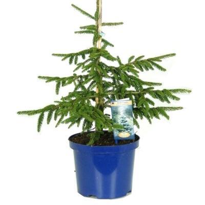 Ель восточная Aurea, Гор9, Выс15 в интернет гипермаркете «Планета Лета». Фото