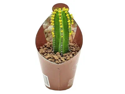 Кактус + декор, Гор30, Выс40 в интернет гипермаркете «Планета Лета». Фото