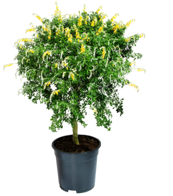 Ракитник Голден Санлайт, Гор17 М в интернет гипермаркете «Планета Лета». Фото