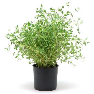 Тимьян, Гор17 М в интернет гипермаркете «Планета Лета». Фото