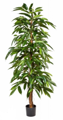 Лонгифолия широколистная 180 см в интернет гипермаркете «Планета Лета». Фото