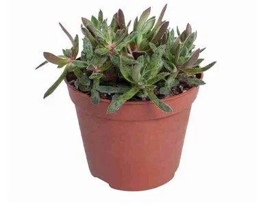 Крассула Schmidtii white, Гор12, Выс20 в интернет гипермаркете «Планета Лета». Фото