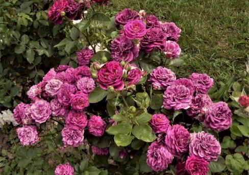 Роза флорибунда Эбб Тайд (туба) в интернет гипермаркете «Планета Лета». Фото