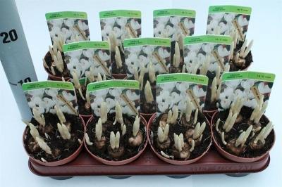 Крокус, Гор9, Выс15 в интернет гипермаркете «Планета Лета». Фото