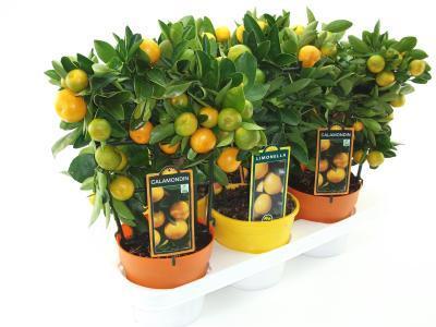 Цитрофортунелла Mix, Гор15, Выс50 в интернет гипермаркете «Планета Лета». Фото