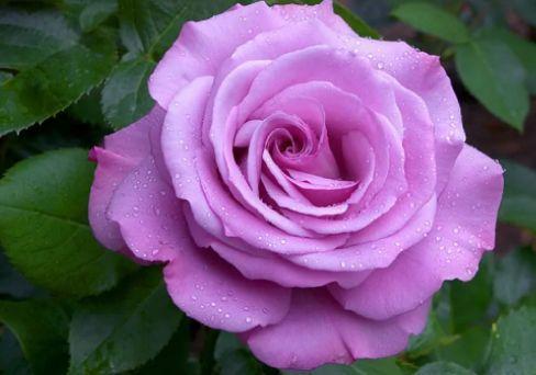 Роза чайно-гибридная Голубой Нил (туба) в интернет гипермаркете «Планета Лета». Фото