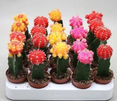 Гимнокалициум Brasil Mix, Гор10, Выс25 в интернет гипермаркете «Планета Лета». Фото