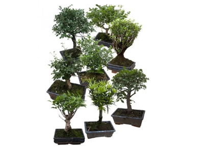 Бонсаи Mix, Гор31, Выс20 в интернет гипермаркете «Планета Лета». Фото