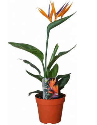 Стрелиция Reginae, Гор12, Выс50 в интернет гипермаркете «Планета Лета». Фото