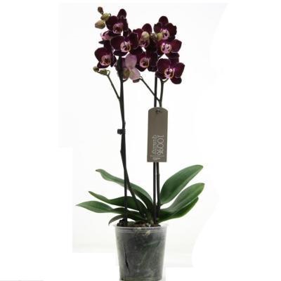 Фаленопсис 2 pp Banana Chocolada, Гор12, Выс40 в интернет гипермаркете «Планета Лета». Фото