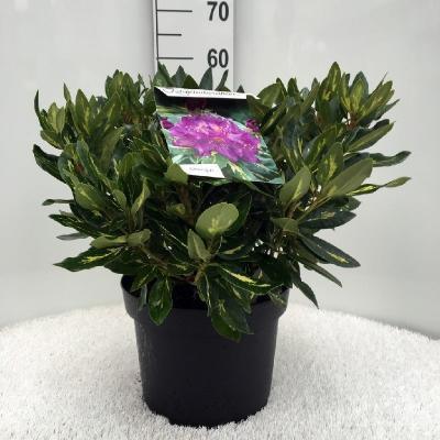 Рододендрон Goldflimmer, Гор23, Выс60 в интернет гипермаркете «Планета Лета». Фото