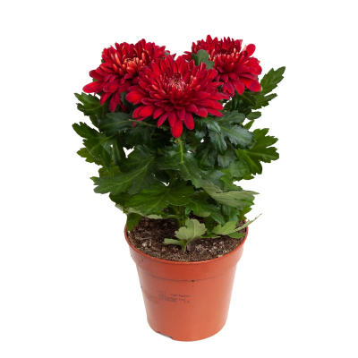 Хризантема Nova Zembla, Гор13, Выс35 в интернет гипермаркете «Планета Лета». Фото