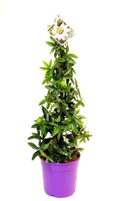 Пассифлора Caerulea, Гор12, Выс40 в интернет гипермаркете «Планета Лета». Фото