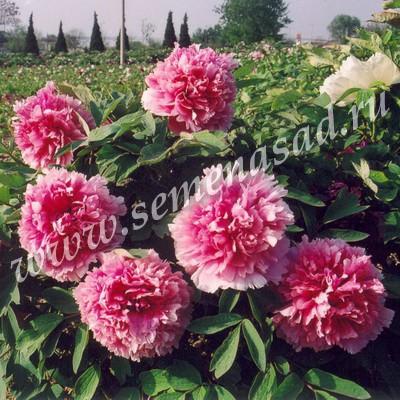 Пион древовидный Розовое серебро и золотая рыбка П в интернет гипермаркете «Планета Лета». Фото