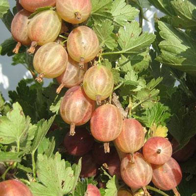 Крыжовник Конфетный/ЦКор в интернет гипермаркете «Планета Лета». Фото