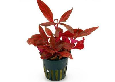 Альтернатера, Гор11 М в интернет гипермаркете «Планета Лета». Фото