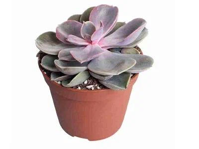 Эчеверия Pearls, Гор9, Выс12 в интернет гипермаркете «Планета Лета». Фото