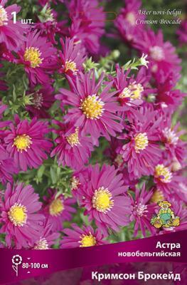 Астра новобельгийская Кримсон Брокейд/К П ПОИСК в интернет гипермаркете «Планета Лета». Фото Астра новобельгийская Кримсон Брокейд/К П в интернет гипермаркете «Планета Лета». Фото