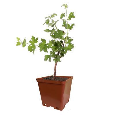 Йошта 2-летка С2 Выс20 в интернет гипермаркете «Планета Лета». Фото