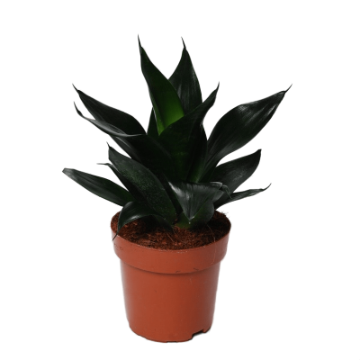 Сансевиерия Black Dragon, Гор12, Выс40 в интернет гипермаркете «Планета Лета». Фото