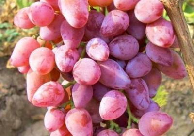 Виноград культурный Оригинал (туба) в интернет гипермаркете «Планета Лета». Фото